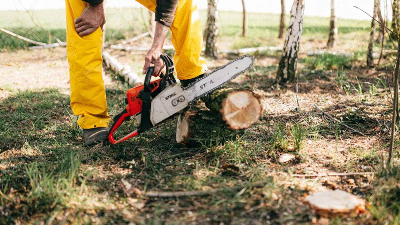 Tree Branch Trimming in Traverse City, MI